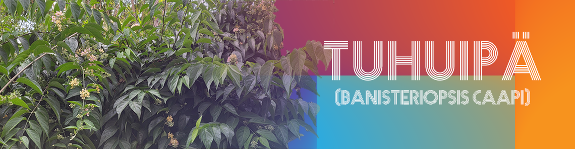 Banner Caapi (Tuhuipa)