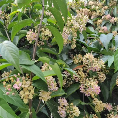 Flor de Acurewa Tuhuipä Banisteriopsis caapi