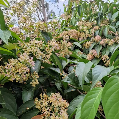 Flor de Acurewa Tuhuipä Banisteriopsis caapi