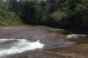 Naturaleza Rio Amazonas