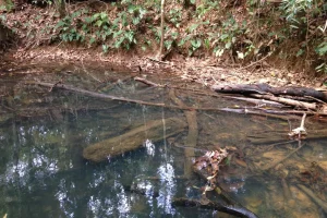 Naturaleza Rio Amazonas