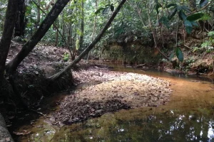Naturaleza Rio Amazonas