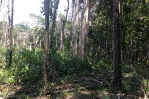 Naturaleza Amazonas