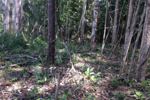 Naturaleza Amazonas