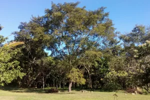 Naturaleza Amazonas