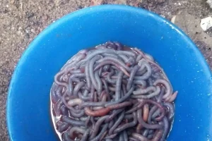 Gusanos