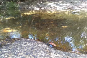 Naturaleza Rio Amazonas
