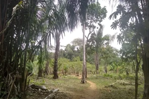 Naturaleza Amazonas