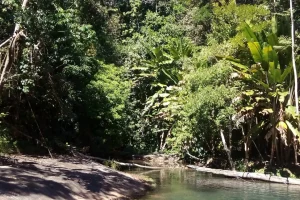 Naturaleza Rio Amazonas